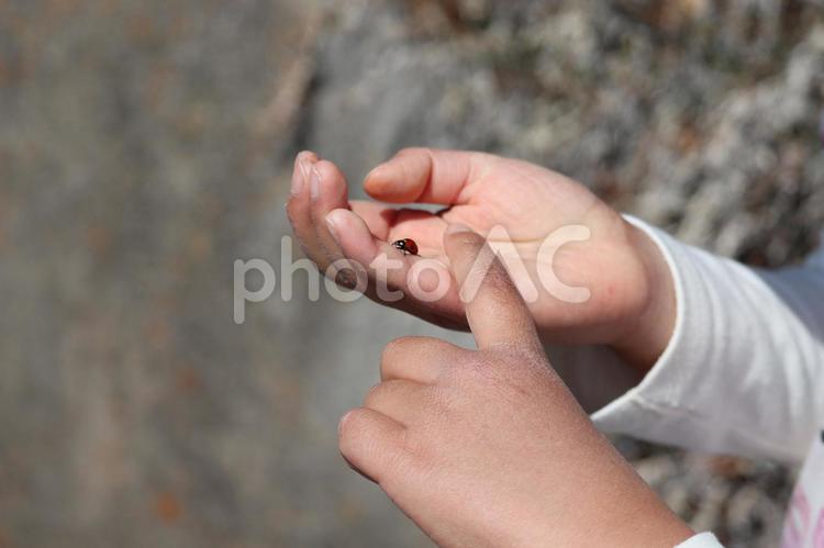 てんとう虫と子供の手1 手,虫,テントウムシの写真素材