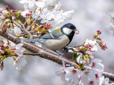 桜とシジュウカラ シジュウカラ,野鳥,鳥の写真素材