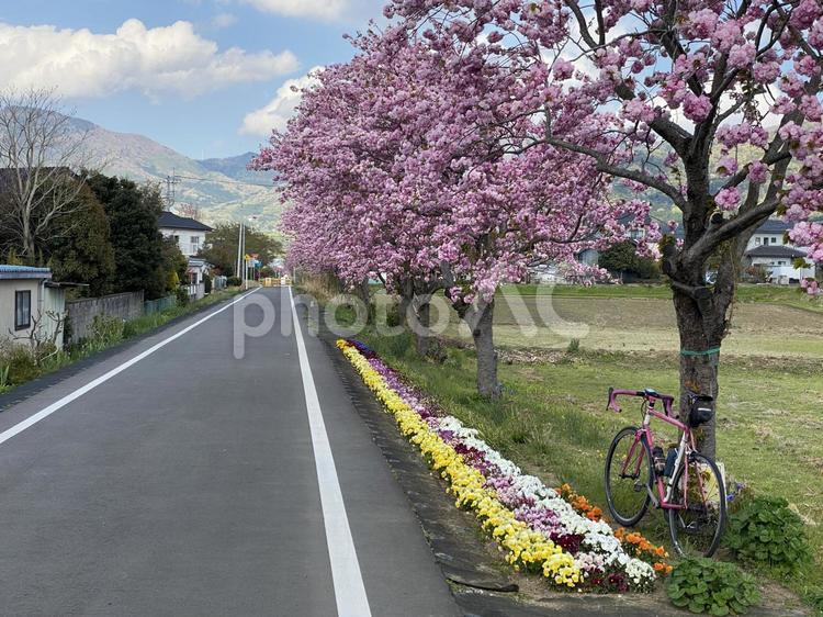 りんりんロード自転車道の八重桜 八重桜,自転車道,りんりんロードの写真素材