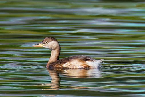 秋、冬羽になるカイツブリ カイツブリ,水鳥,水辺の鳥の写真素材
