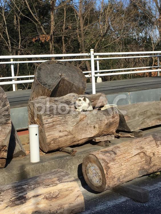 資材置き場の猫 猫,ねこ,休むの写真素材