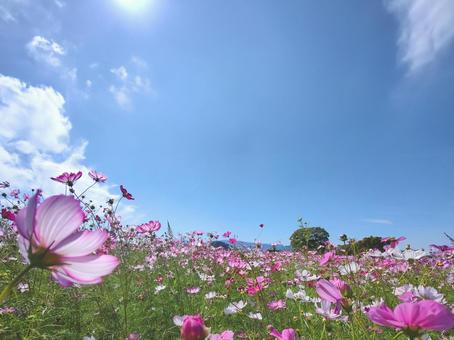 コスモスの風景 コスモスの風景 コスモス,秋,きれいの写真素材