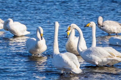 オオハクチョウ(86) 鳥,オオハクチョウ,ハクチョウの写真素材