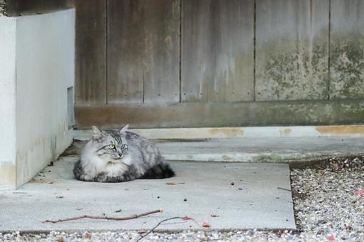 サバトラ猫 猫,野良猫,サバトラの写真素材