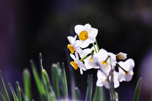 美しい白い水仙の花 美しい白い水仙の花 スイセン,花,水仙の写真素材