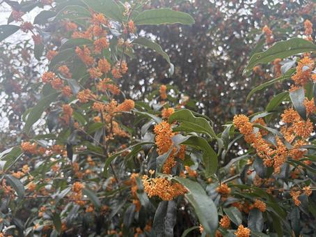 キンモクセイ　金木犀9 キンモクセイ,金木犀,秋の写真素材