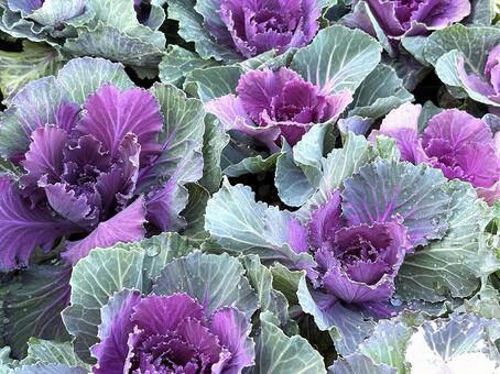 葉牡丹 葉牡丹,花,植物の写真素材