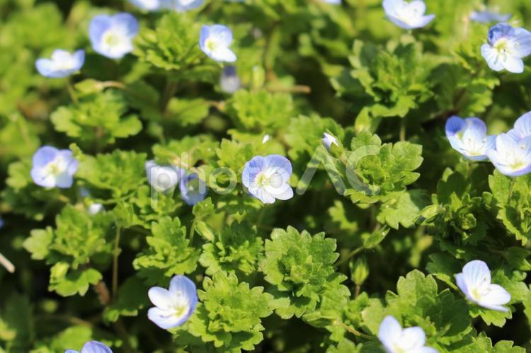野原に咲いているオオイヌノフグリ オオイヌノフグリ,花,春の写真素材