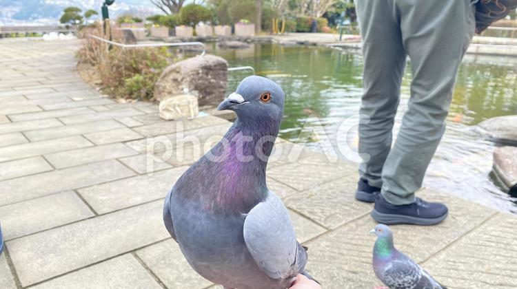 一生懸命に人を見る一羽のハト ハト,一羽,鳥の写真素材