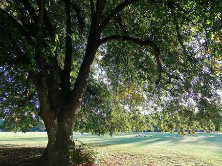 木のカーテンの写真