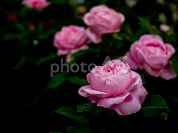 大輪の美しいピンクの薔薇 バラ,薔薇,ピンクの写真素材