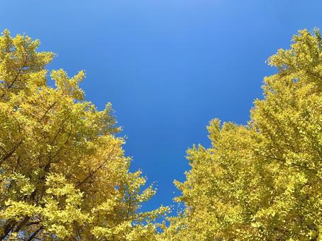 青空と色づいたイチョウ2 青空と色づいたイチョウ2の写真