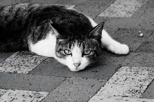 ねこ ねこの写真