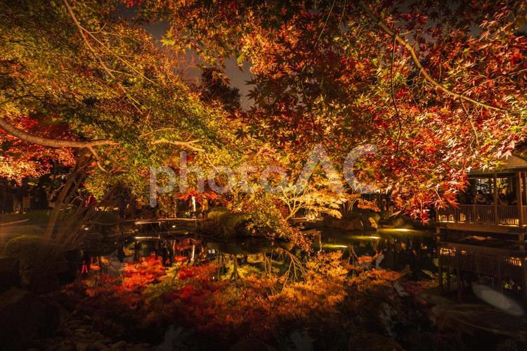 荻窪大田黒公園の紅葉ライトアップ 紅葉,ライトアップ,イルミネーションの写真素材