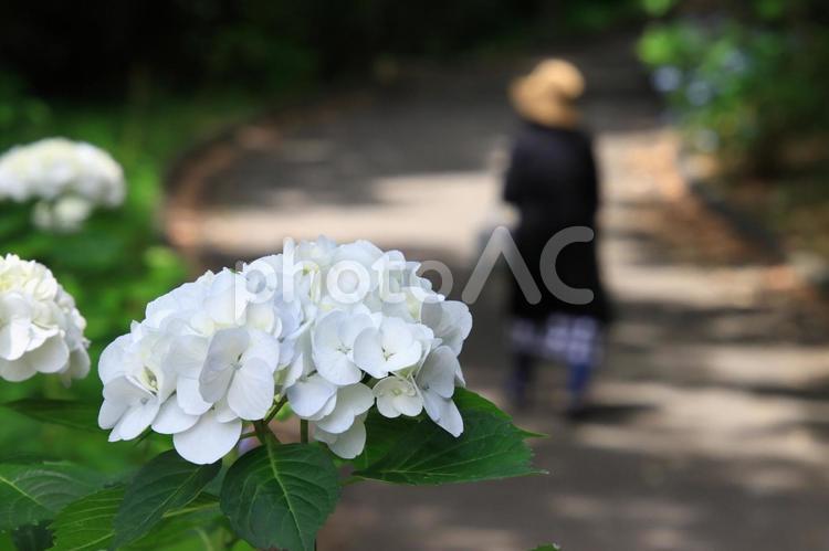 公園のあじさい アジサイ,紫陽花,あじさいの写真素材