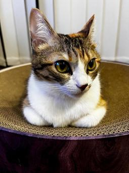 手を隠して座る三毛猫 手を隠して座る三毛猫の写真