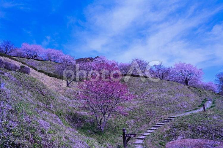 桜（栃木皆川城址） 桜,春,風景の写真素材
