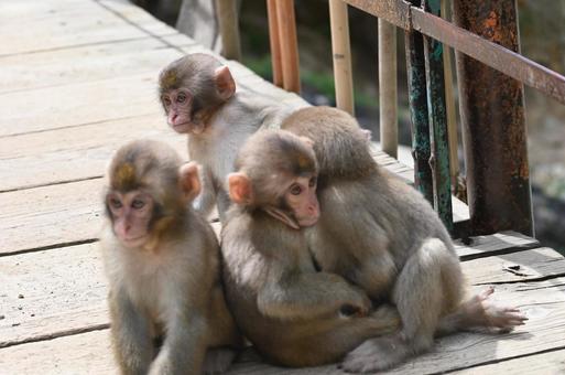 ニホンザルの写真