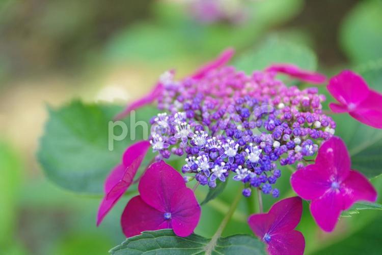 額紫陽花　ガクアジサイ　 ６月,ガクアジサイ,額紫陽花の写真素材
