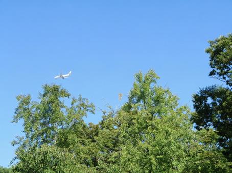 飛行機と木の写真