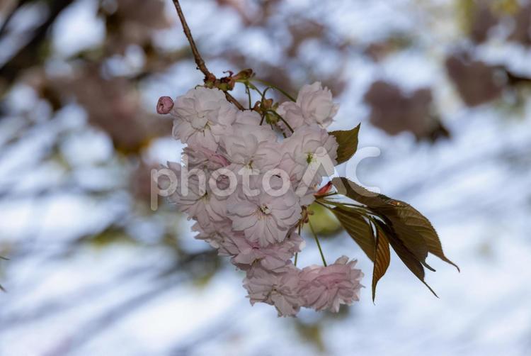 青空の下の満開の桜 桜,サクラ,花の写真素材