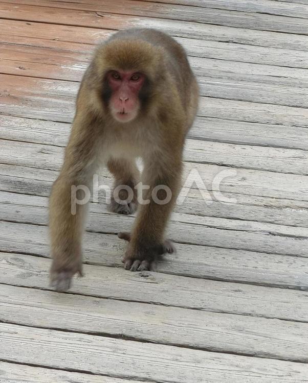 橋を渡る猿、上高地 サル,動物,霊長類の写真素材