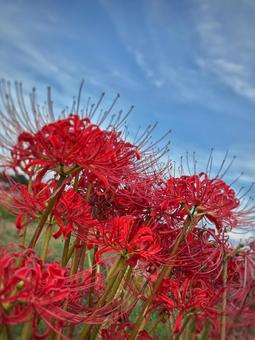 青空を彩る真紅の彼岸花 青空を彩る真紅の彼岸花の写真