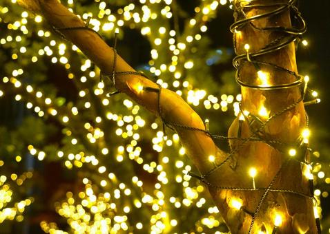 イルミ（樹木と玉ボケ） クリスマス,イルミネーション,木の写真素材