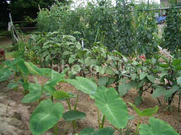 夏の畑 畑,サトイモ,ナスの写真素材