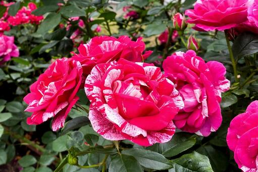 紅白の絞り模様が特徴的なバラの花 薔薇,花,絞りの写真素材
