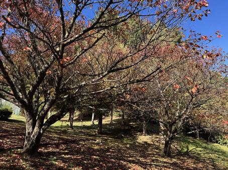 晩秋の小坂田公園の紅葉（長野県塩尻市）の写真