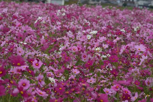 コスモス（安城市赤松町）の写真