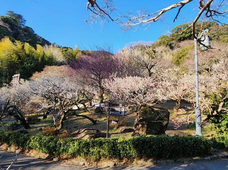 熱海梅園 熱海梅園,熱海,梅園の写真素材