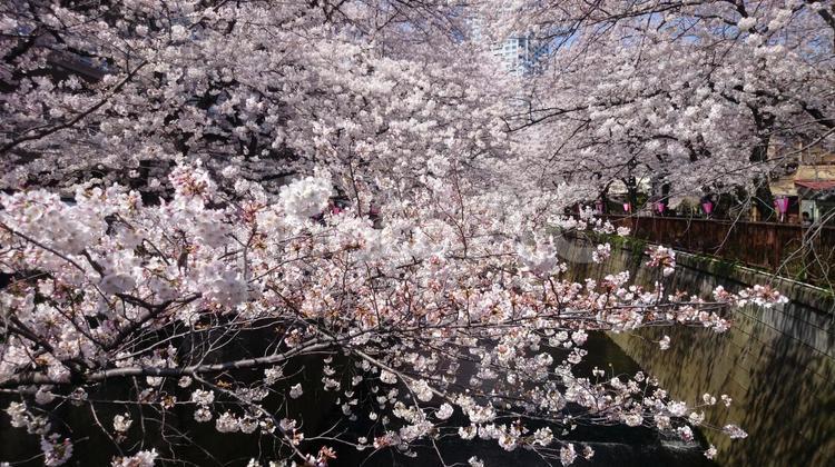 目黒川の桜 目黒川,桜,春の写真素材