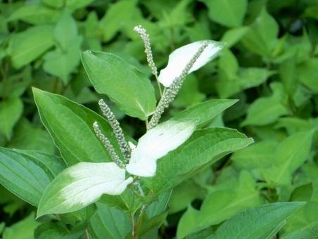 [Flower Photo] Japanese lantern plant, JPG