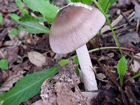 毒キノコ茶1 毒キノコ茶1 自然,木,風景の写真素材