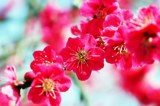 紅梅 2 紅梅 2の写真