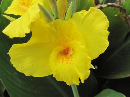 Photo, gladiolus, summer flower altar, flower color rich, 