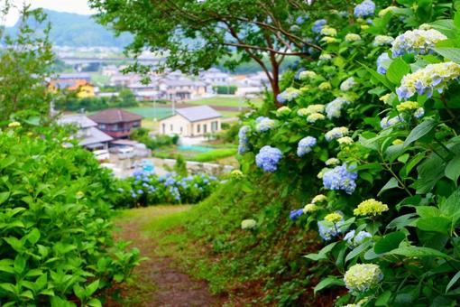 紫陽花 紫陽花の写真