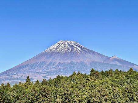 秋の富士山とヒノキとスギ林 富士山,ヒノキ,スギの写真素材
