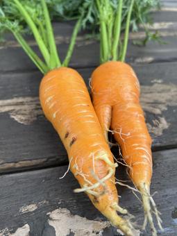 市民農園で収穫した人参 市民農園で収穫した人参 人参,キャロット,食べ物の写真素材