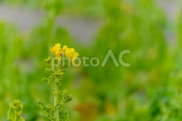 春を告げる菜の花の輝き 菜の花,黄色,花の写真素材