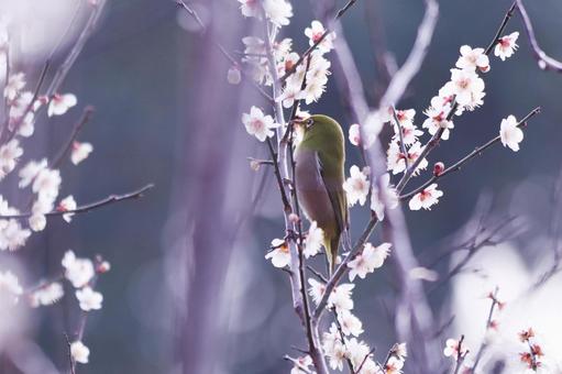 白い梅の花とメジロ 鳥,メジロ,花の写真素材