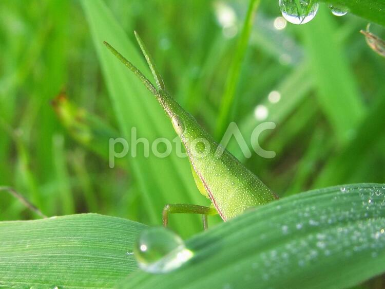 ショウリョウバッタと水滴 ショウリョウバッタ,昆虫,水滴の写真素材