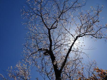 Photo, april, cherry blossoms, petal, 