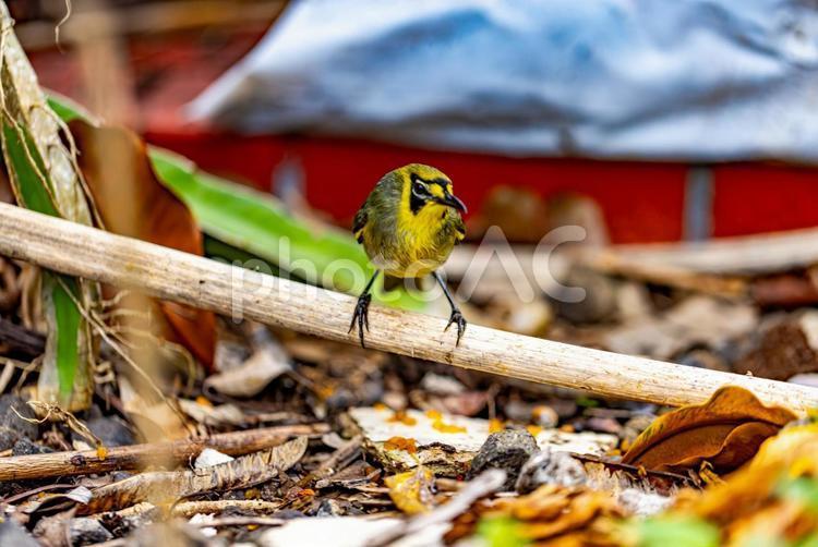 小笠原諸島・母島　メグロ 小笠原,母島,メグロの写真素材