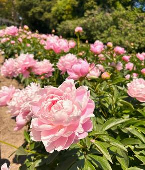 芍薬 芍薬の写真