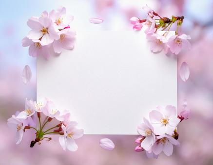 桜のフレーム 桜のフレームの写真