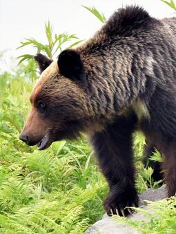 野生のヒグマ ヒグマ,クマ,野生の写真素材