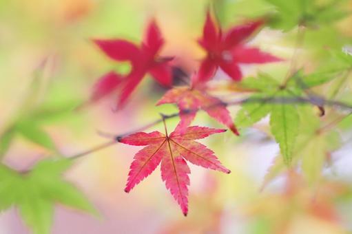 緑の中の紅葉 緑の中の紅葉の写真